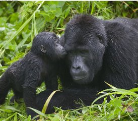 7 Tage Gorilla- und Schimpansen-Tracking im Queen Elizabeth NP, Kibale und Bwindi in Uganda - Photo 4