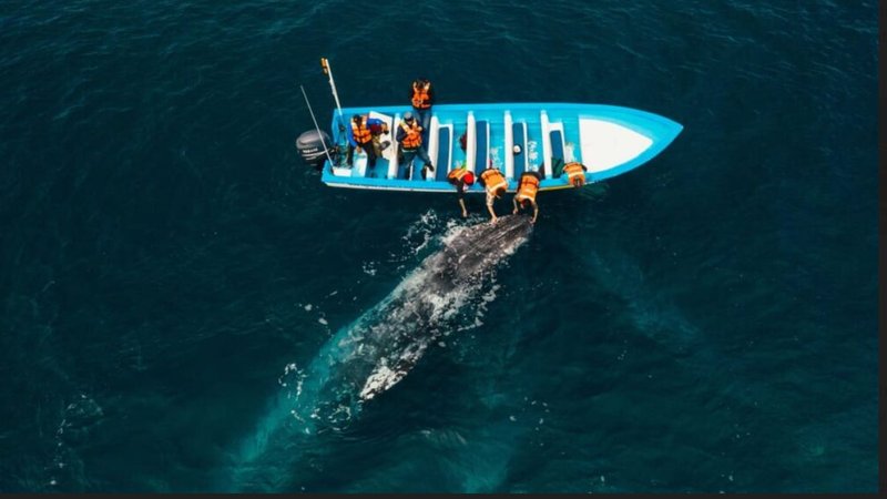 7 Day Baja Gray Whale Expedition in Baja California Sur, Mexico