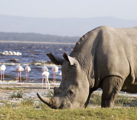 10 días de safari épico por la sabana en Masái Mara, Amboseli, el lago Nakuru y Samburu, Kenia - Photo 3