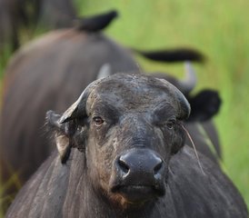 8 Tage Schimpansen-, Gorillas- und Wildtier Safari in Uganda - Photo 4