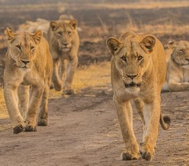 7 jours safari au Rwanda – safaris à Akagera et trekking des singes dorés - Photo 5