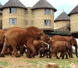 2 Tage Beeindruckende Tsavo Ost- und Taita Hills Safari in Kenia ab Mombasa - Photo 5