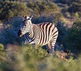 6 Tage Garden-Route-Safari-Tour inklusive Addo-Elephant-Park-Abenteuer in Südafrika - Photo 2