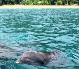 7 jours privés en stage de yoga et surf à Puerto Viejo de Talamanca, Costa Rica - Photo 5