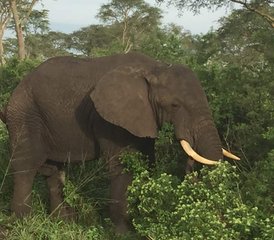8 Tage Primaten-Begegnung und Game-Safari-Abenteuer von Entebbe nach Kigali, Uganda - Photo 3