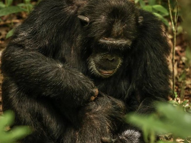 20 Day Gorilla Trekking and Safari Tour in Uganda - photo 2