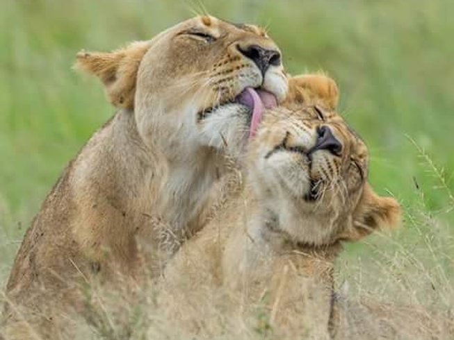 4 Days Chobe National Park Exploration Trip in Botswana ...