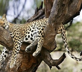 3 Day Samburu Budget Camping Safari in Kenya - Photo 5
