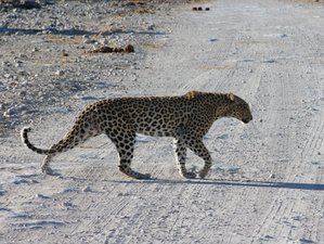 7 Days Accommodated Tour and Wildlife Safari in Namib Desert, Coast, and Etosha