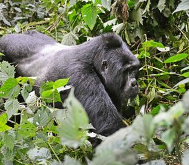 3 Day Gorilla Trekking Safari in Bwindi and Lake Bunyonyi Cruise in Uganda - Photo 4