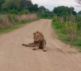 5 jours safari au parc national de Mikumi et dans les monts Udzungwa, Tanzanie - Photo 3