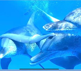 7 Day Dolphin Magic: Atlantis Codes Holiday for Women in Alice Town, Bahamas - Photo 3