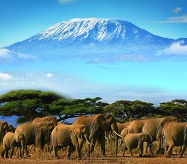 115 Day Safari to Amboseli, Tsavo East, and Tsavo West National Parks in Kenya - Photo 1