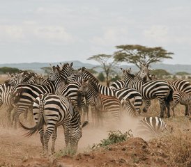 7 días de safari en el Serengeti con yoga en Tanzania, Kenia - Photo 4