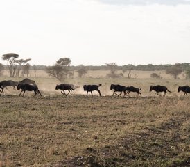 6 Day The Great Serengeti Migration Safari in Tanzania - Photo 2