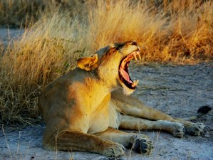 11 Tage Höhepunkte von Sambia Safari vom Lower Zambezi bis zu den Kafue-Nationalparks