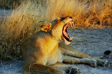 11-Daagse Hoogtepunten van Zambia Safari van Lower Zambezi naar Kafue Nationale Parken