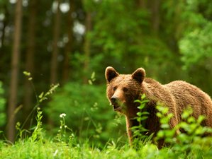 8 Days Wildlife Photography Tour in Romania