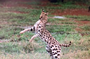 5-Daagse Safari-expeditie Door Ngutuni, Tsavo East, Amboseli En Taita Hills In Kenia
