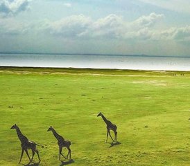 12 Tage Tansania Safari, Kulturelle Tour und Sansibar Strandurlaub - Photo 2