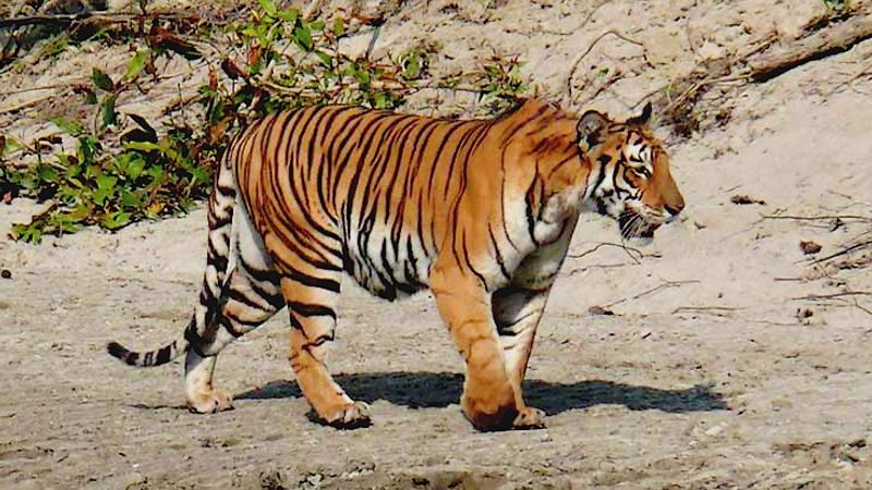 4 Day Astonishing Wildlife Experience in Bardiya National Park, Bardiya, Nepal