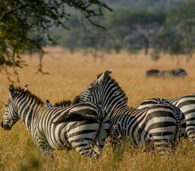 7 jours en stage de camping à Tarangire, Serengeti, cratère du Ngorongoro, Tanzanie - Photo 3