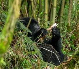 3 Täge Unvergessliche Gorilla-Trekking-Safari im Bwindi Impenetrable Nationalpark, Uganda - Photo 2