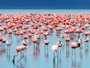 11 Day Budget-friendly Group Safari in Kenya and Tanzania to Masai Mara, Serengeti, and More