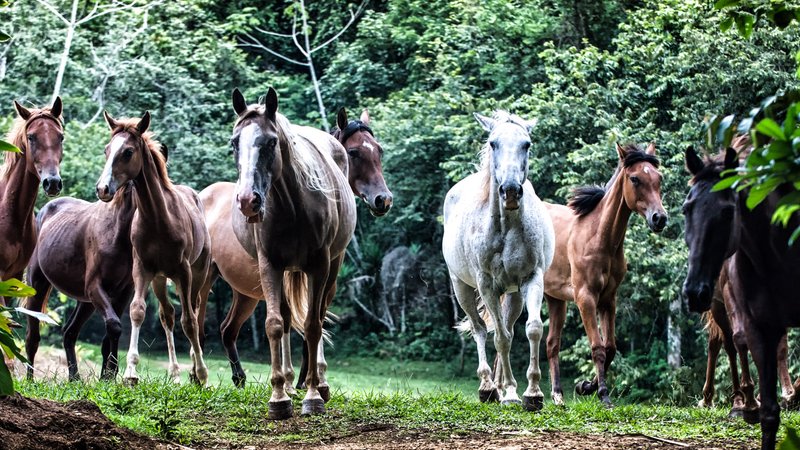 5 Day The Ultimate Jungle Adventure and Horseback Riding Holiday in Benque Viejo del Carmen