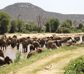 4 jours safari à Samburu et au lac Nakuru, Kenya - Photo 4