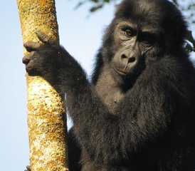 6-Daagse Gorilla- en Chimpanzeetracking Safari in Oeganda - Photo 3