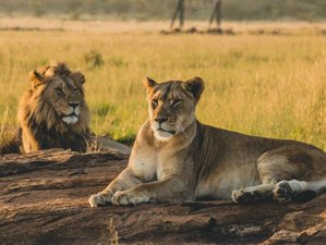7 Day Private Luxury Lodge and Migration Safari in Tanzania