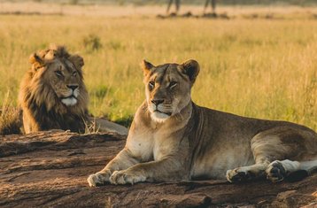 7-Daagse Privé Luxe Lodge en Migratie Safari in Tanzania