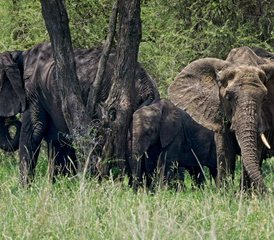 114-Tage-Safari in Nord-Tansania: Erkunden Sie den Lake-Manyara-Nationalpark, den Tarangire-Nationalpark und den Ngor - Photo 1
