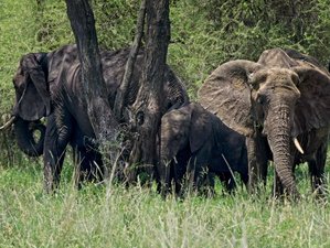4 Day Safari in North Tanzania: Explore Lake Manyara, Tarangire, and Ngorongoro Crater