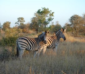3 Tage Beste Natur-Safari im weltberühmten Kruger-Nationalpark ab Kapstadt, Südafrika - Photo 2