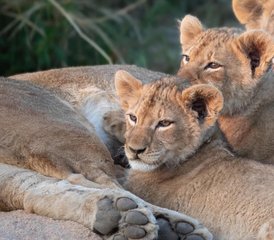 3 Day Budget Great Migration Safari Holiday in Maasai Mara National Reserve, Kenya - Photo 3