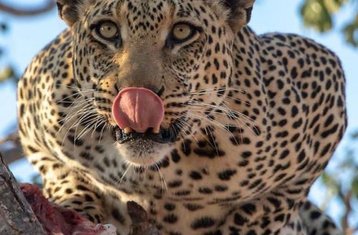 4 Tage Uganda Safari im Murchison Falls Nationalpark mit Schimpansen im Budongo Wald