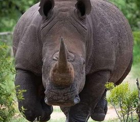 8-Tage-Gruppen-Camping-Safari in Kenia mit Inklusive Heißluftballonfahrt - Photo 5