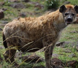 7 Tage Aufregende Wildtier-Road-Safari in Kenia  - Photo 4