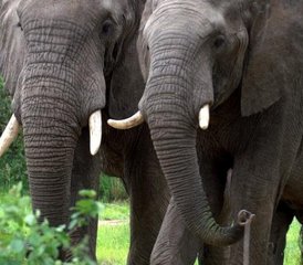 4 Tage Kenia Safari im Maasai Mara Game Reserve und im Lake Nakuru National Park - Photo 2