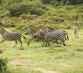 8 días de safari de lujo por los mejores lodges del norte de Tanzania - Photo 5