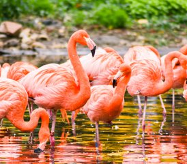 7-Daagse Kenia Safari met Game Drives Masai Mara Lake Nakuru Lake Naivasha en Amboseli - Photo 5
