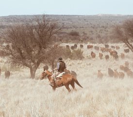 4 Day Argentinean Cattle Ranch Experience and Horse Riding Holiday in La Pampa, Argentina - Photo 2