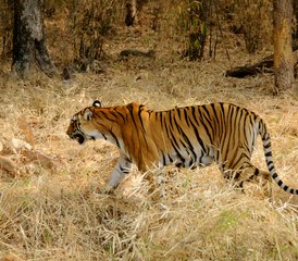 4-Daagse Wildlife Tour in Chitwan National Park, Nepal - Photo 2