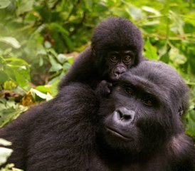 10-Daagse Gorilla- en Chimpansee Safari Trekking Tour met Bootcruises in Oeganda - Photo 3