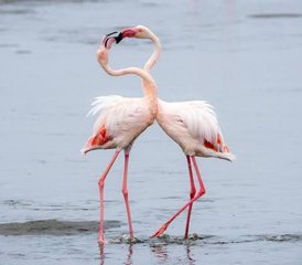 2 jours en court safari en Tanzanie : découvrir le parc national de Tarangire et le cratère du Ngorongoro - Photo 4