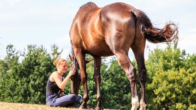 5 Day Mindfulness Meditation Connect with Horses retreat in Gascony, France
