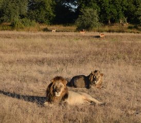 115-Daagse Safari van Liuwa Plains naar South Luangwa National Parks, Zambia - Photo 1