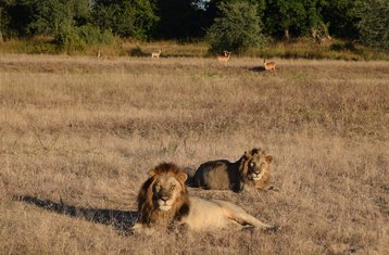 15-Daagse Safari van Liuwa Plains naar South Luangwa National Parks, Zambia